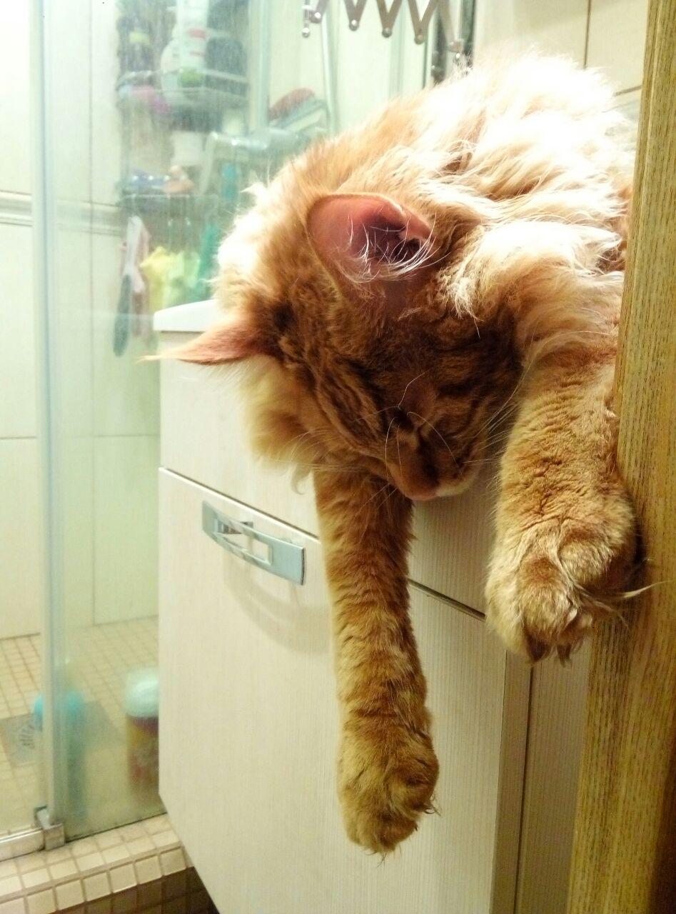 Кот мейн кун Ланселот