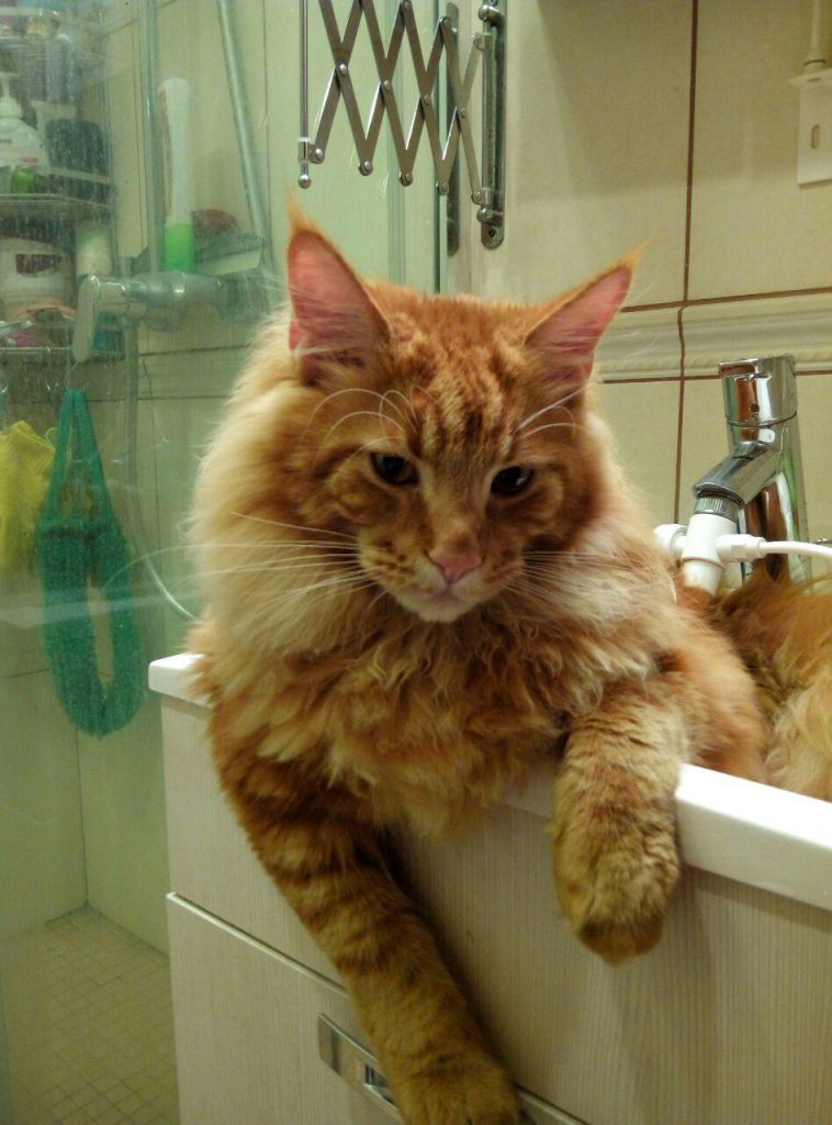 Кот мейн кун Ланселот