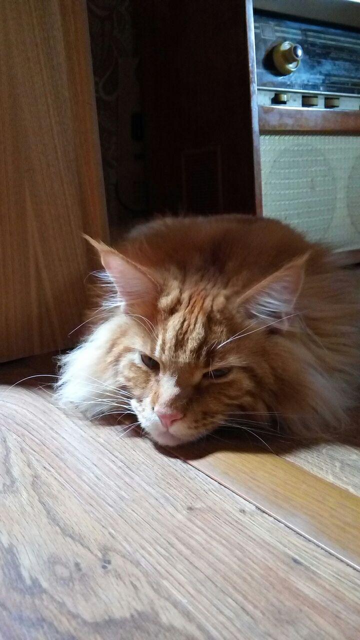 Кот мейн кун Ланселот