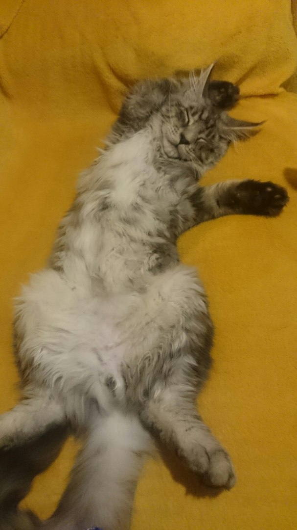 Дети кошки Куны