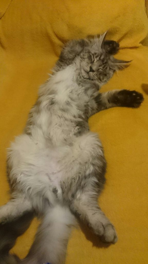 Дети кошки Куны