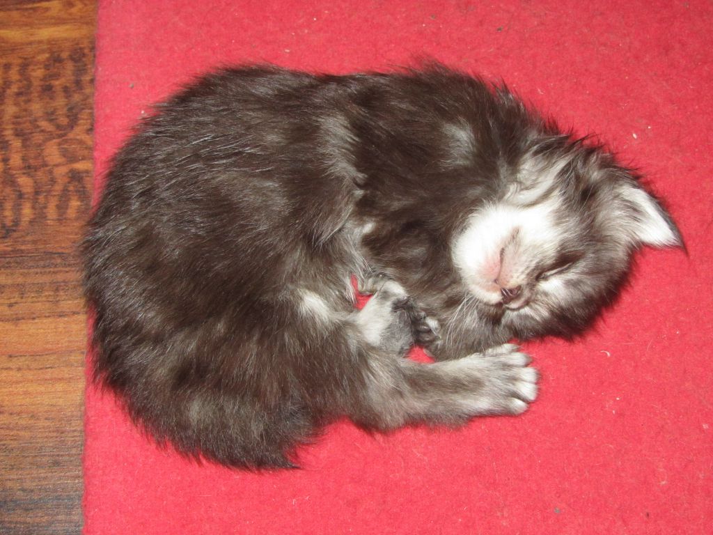 Котята мейн-кун (IMG_3184)