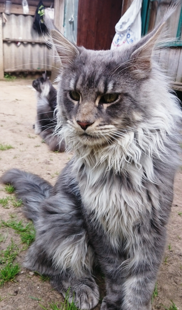 Отец котят кот мейн-кун Арес