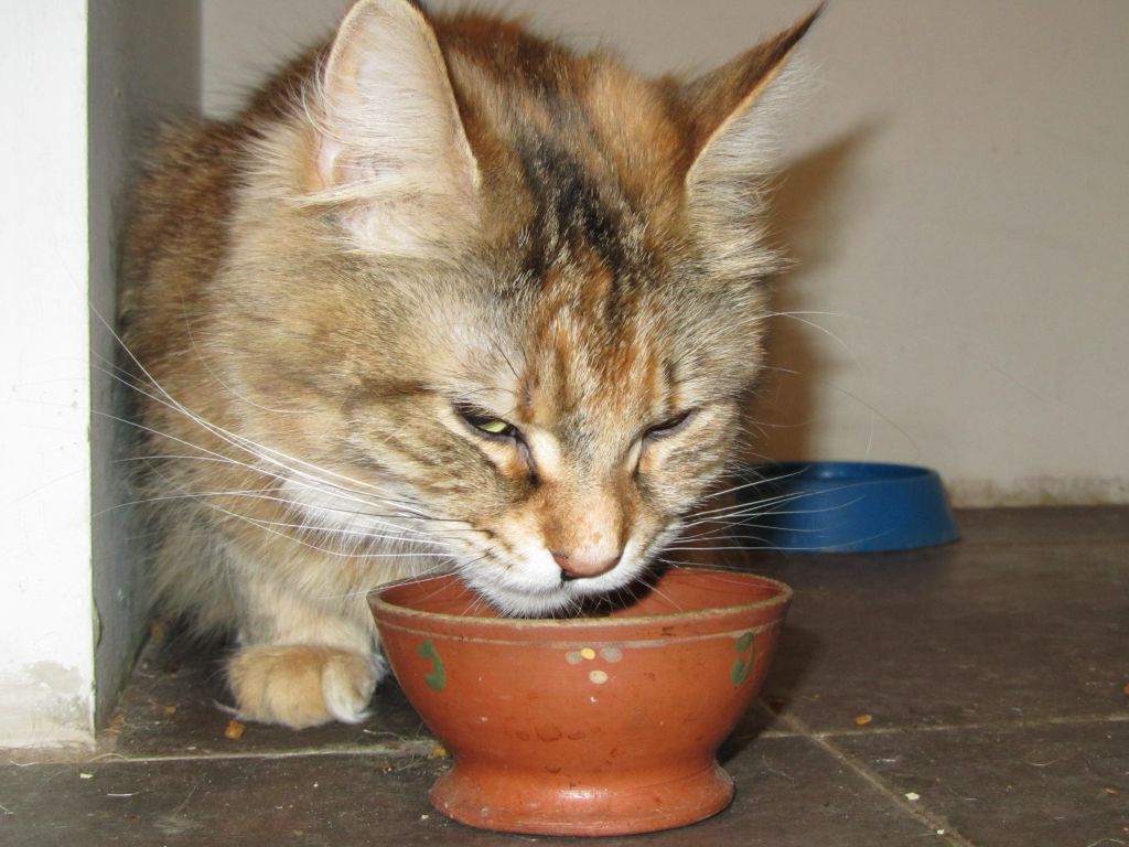 Кошка мейн кун Юки (IMG_0272)