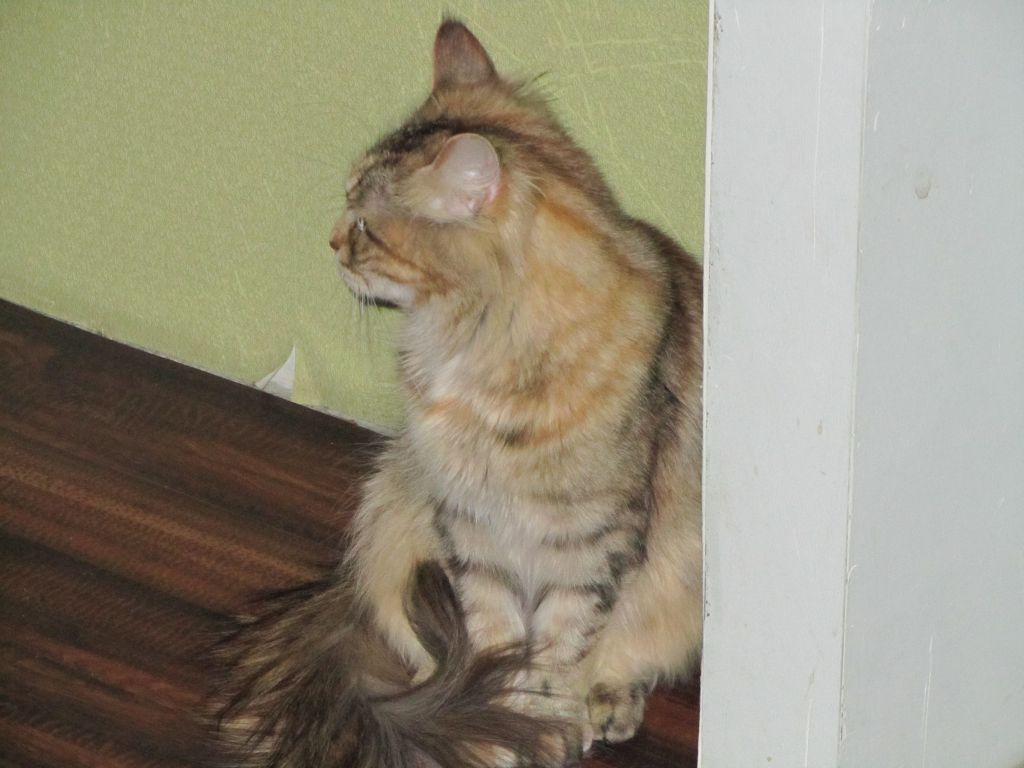 Кошка мейн кун Юки (IMG_0274)