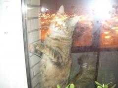 Кошка мейн кун Юки (DSCN1782)