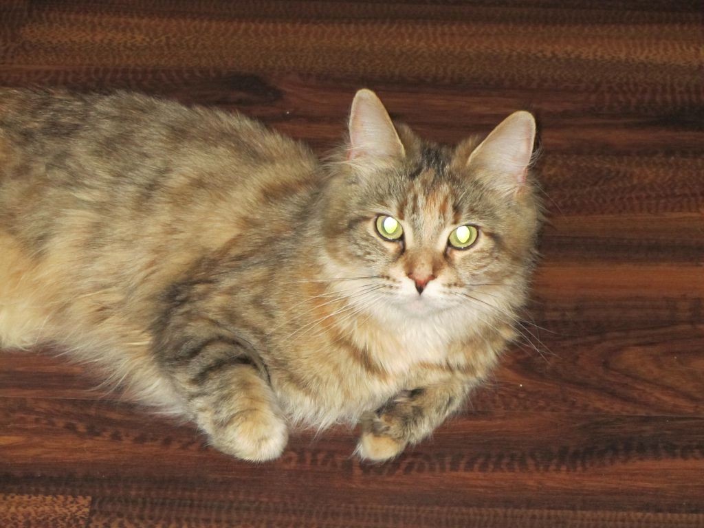 Кошка мейн кун Юки (IMG_0276)