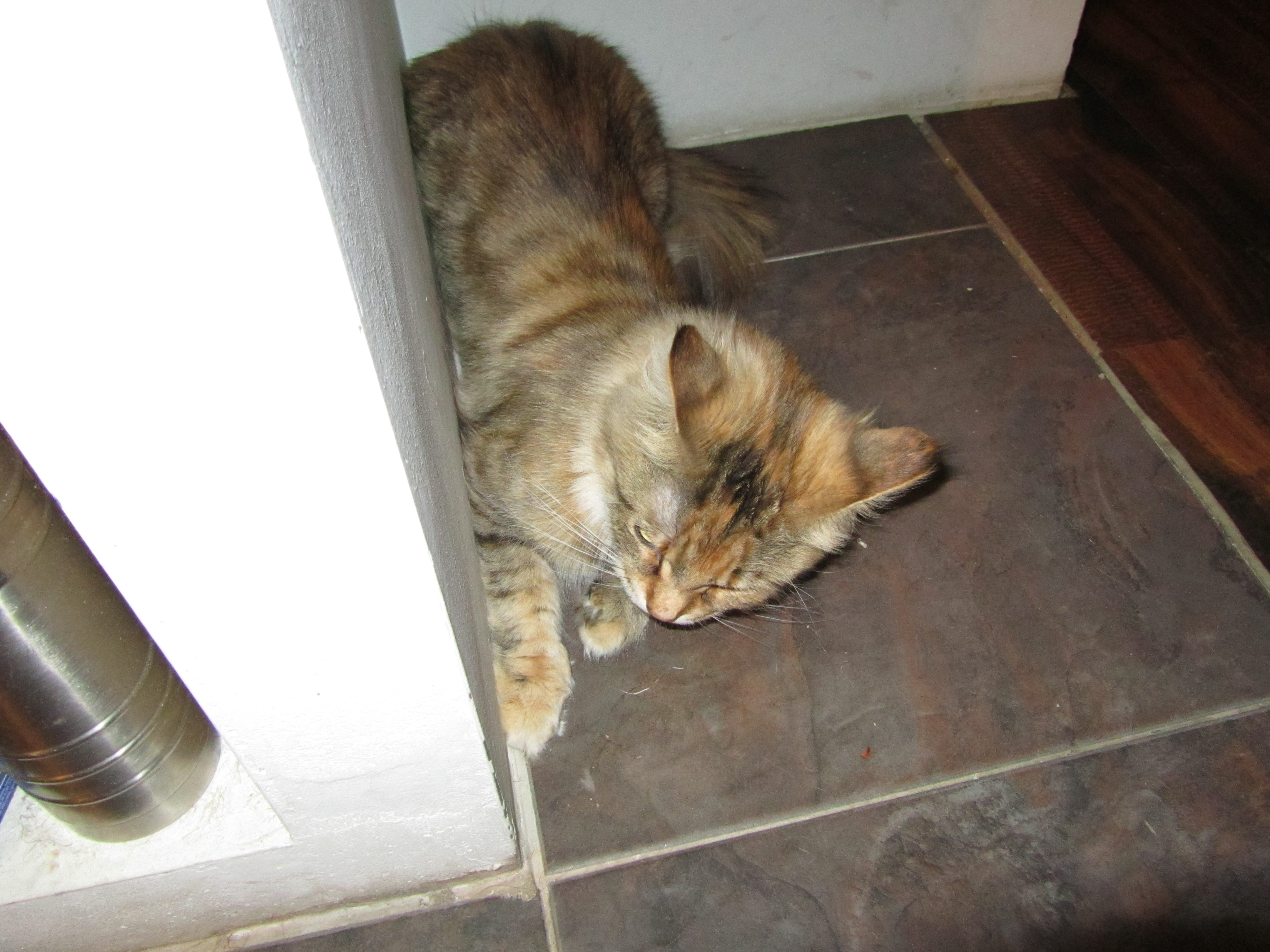Кошка мейн кун Юки (IMG_0278)