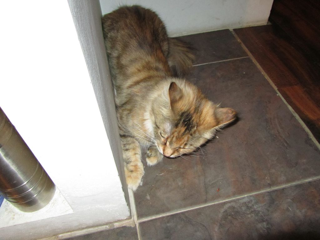 Кошка мейн кун Юки (IMG_0278)