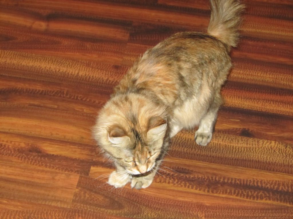 Кошка мейн кун Юки (IMG_0283)