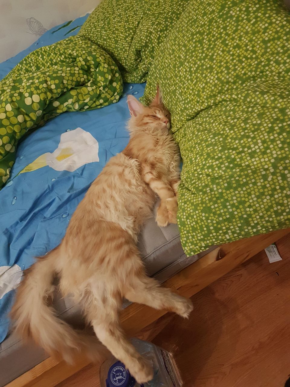 Кот мейн-кун Пончик (7)