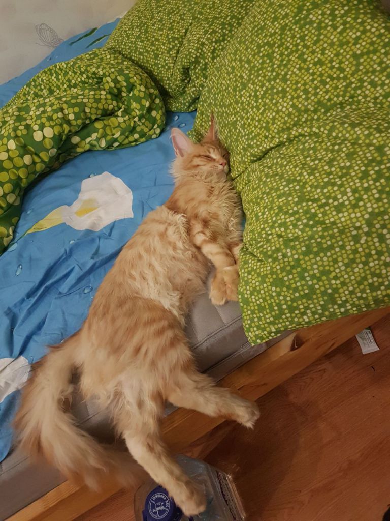 Кот мейн-кун Пончик (7)
