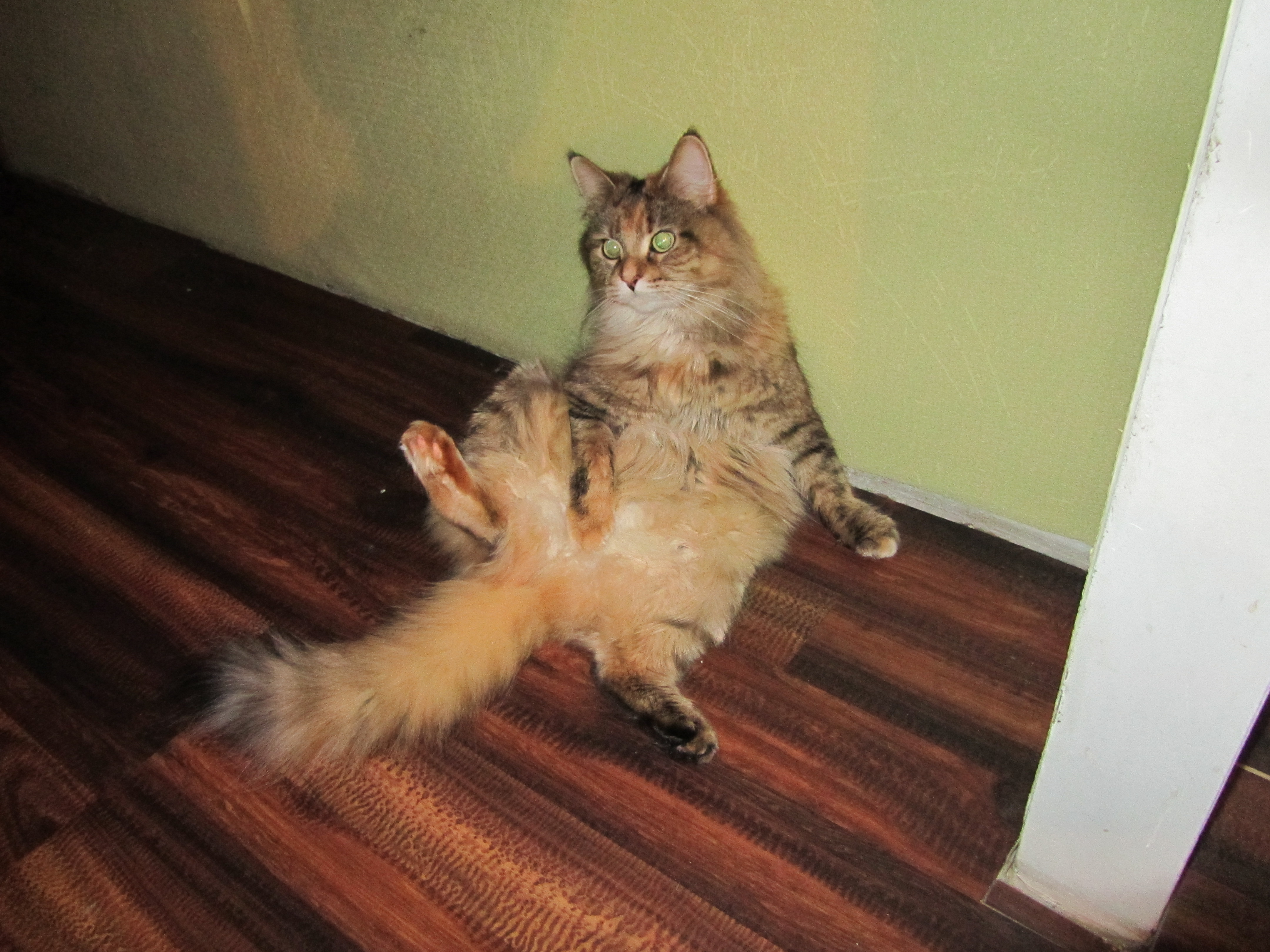 Кошка мейн кун Юки (IMG_0309)