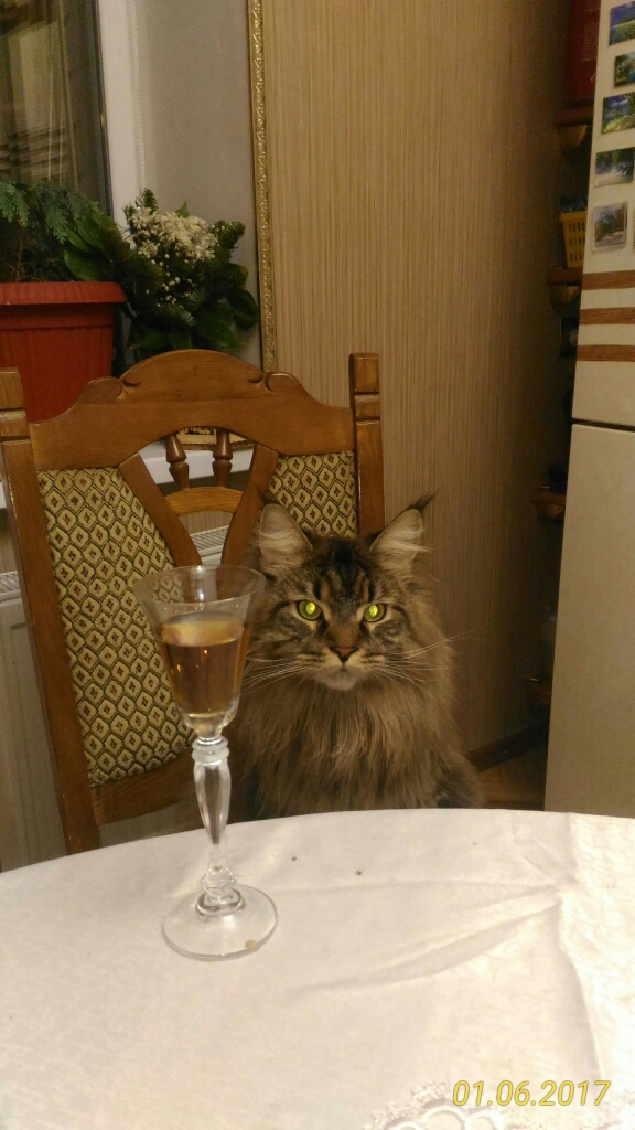 Кошка мейн-кун Кэтти