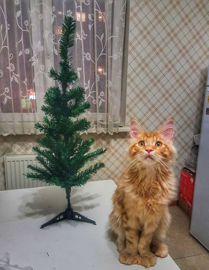 Кот мейн-кун Пончик (9)