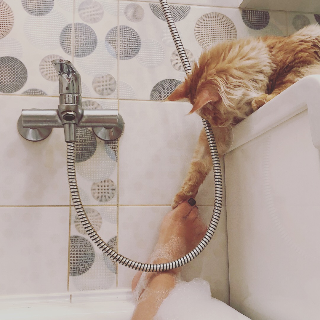 Кот мейн-кун Шпротик (15)