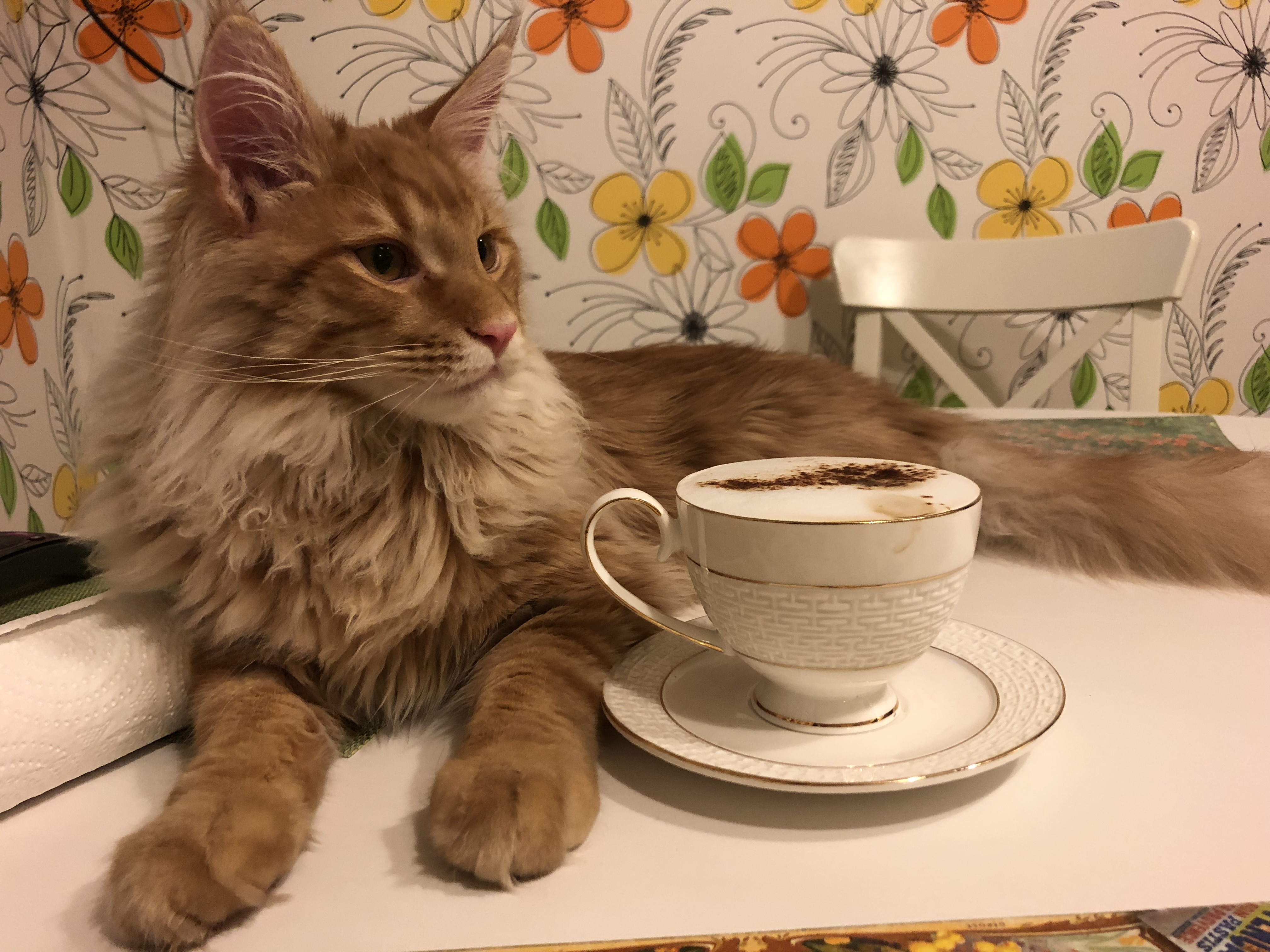 Кот мейн-кун Шпротик (17)