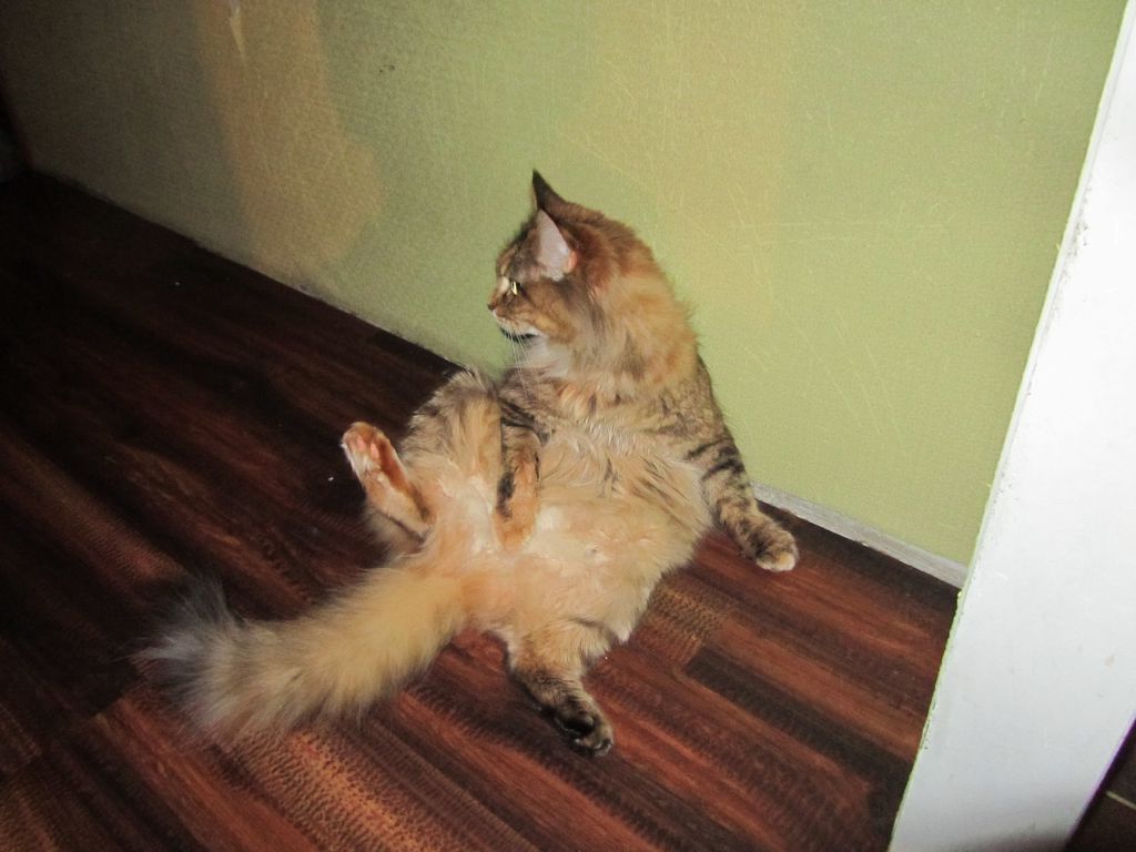 Кошка мейн кун Юки (IMG_0310)