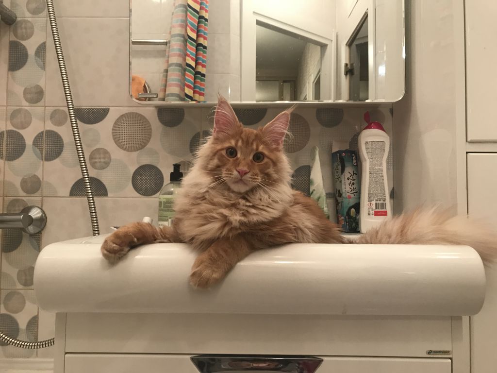 Кот мейн-кун Шпротик (10)