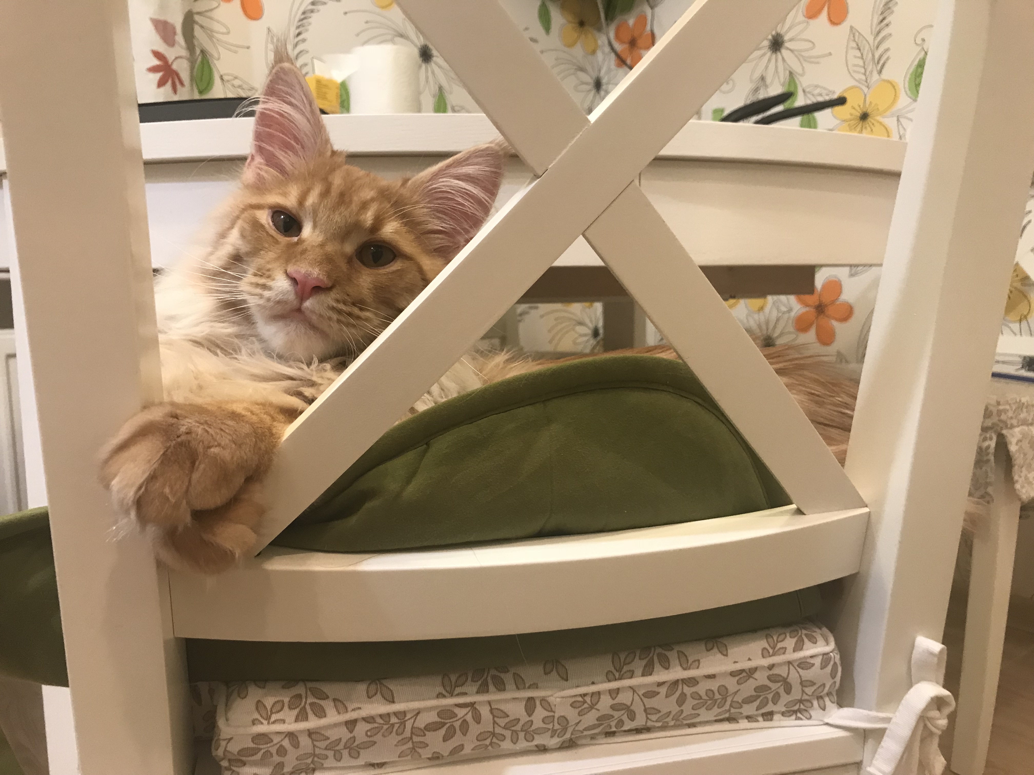 Кот мейн-кун Шпротик (11)