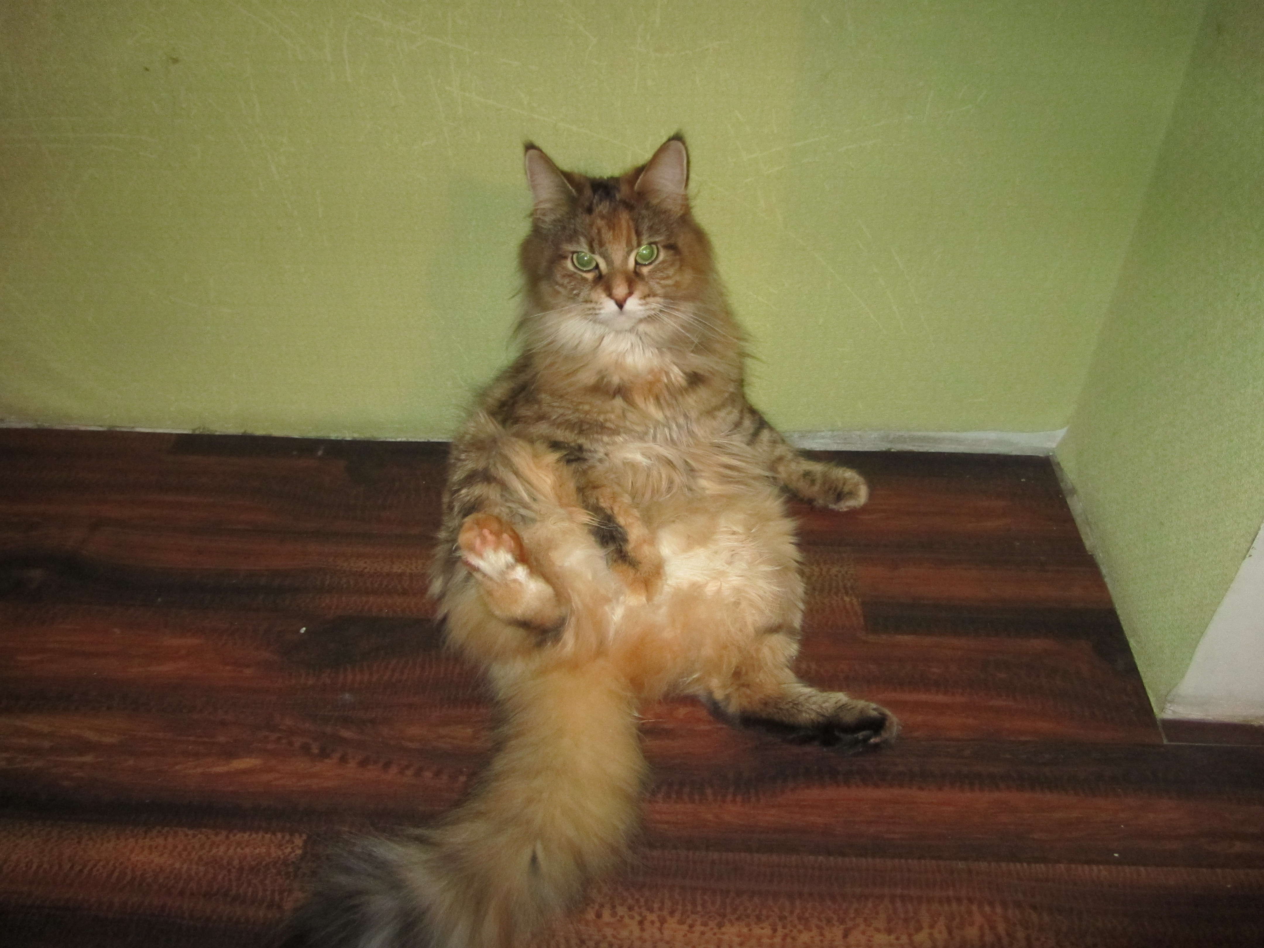 Кошка мейн кун Юки (IMG_0311)