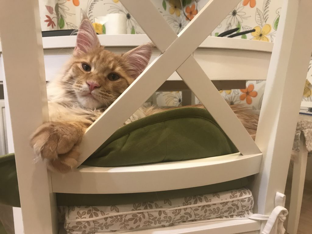 Кот мейн-кун Шпротик (11)