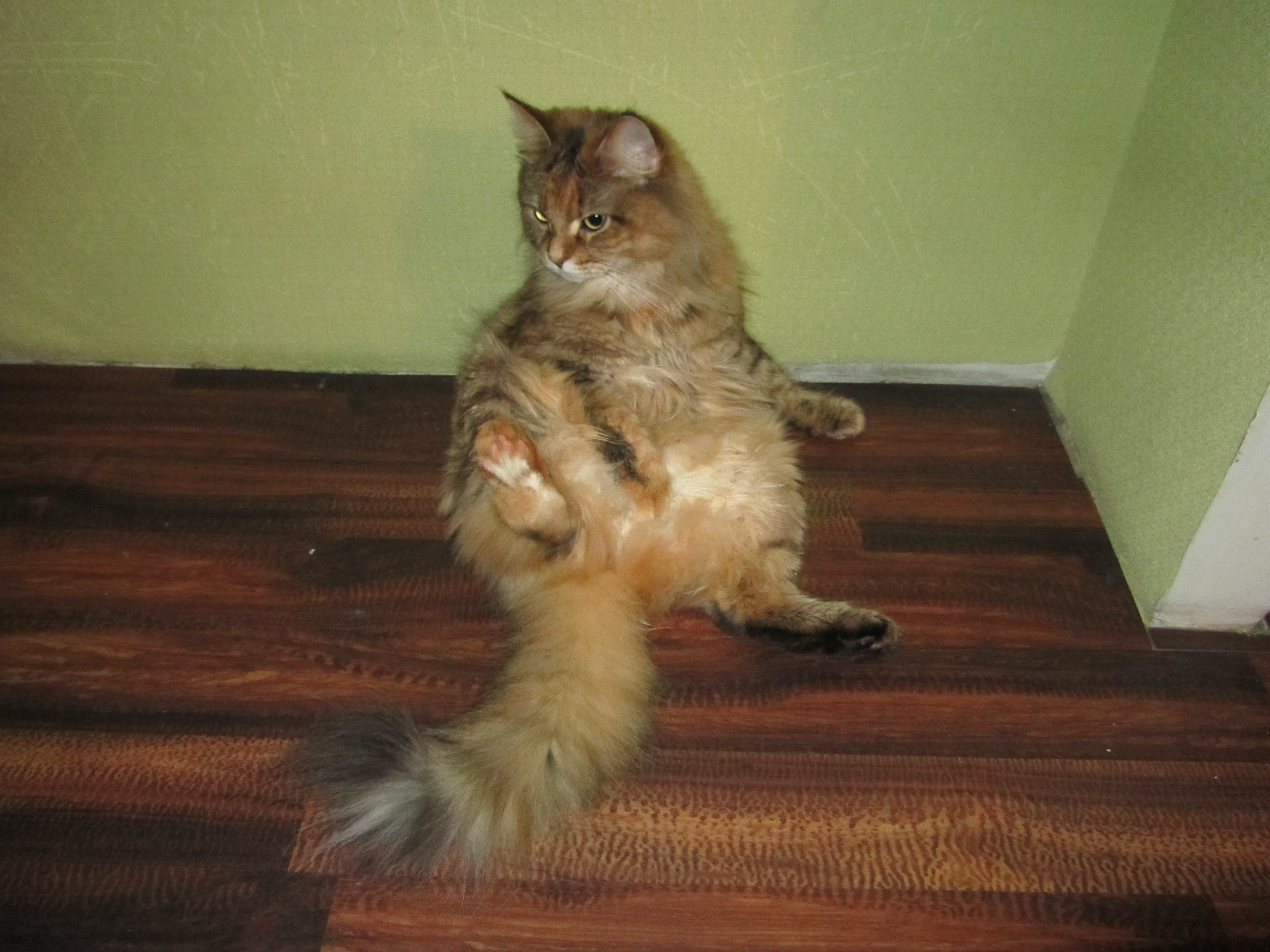 Кошка мейн кун Юки (IMG_0312)