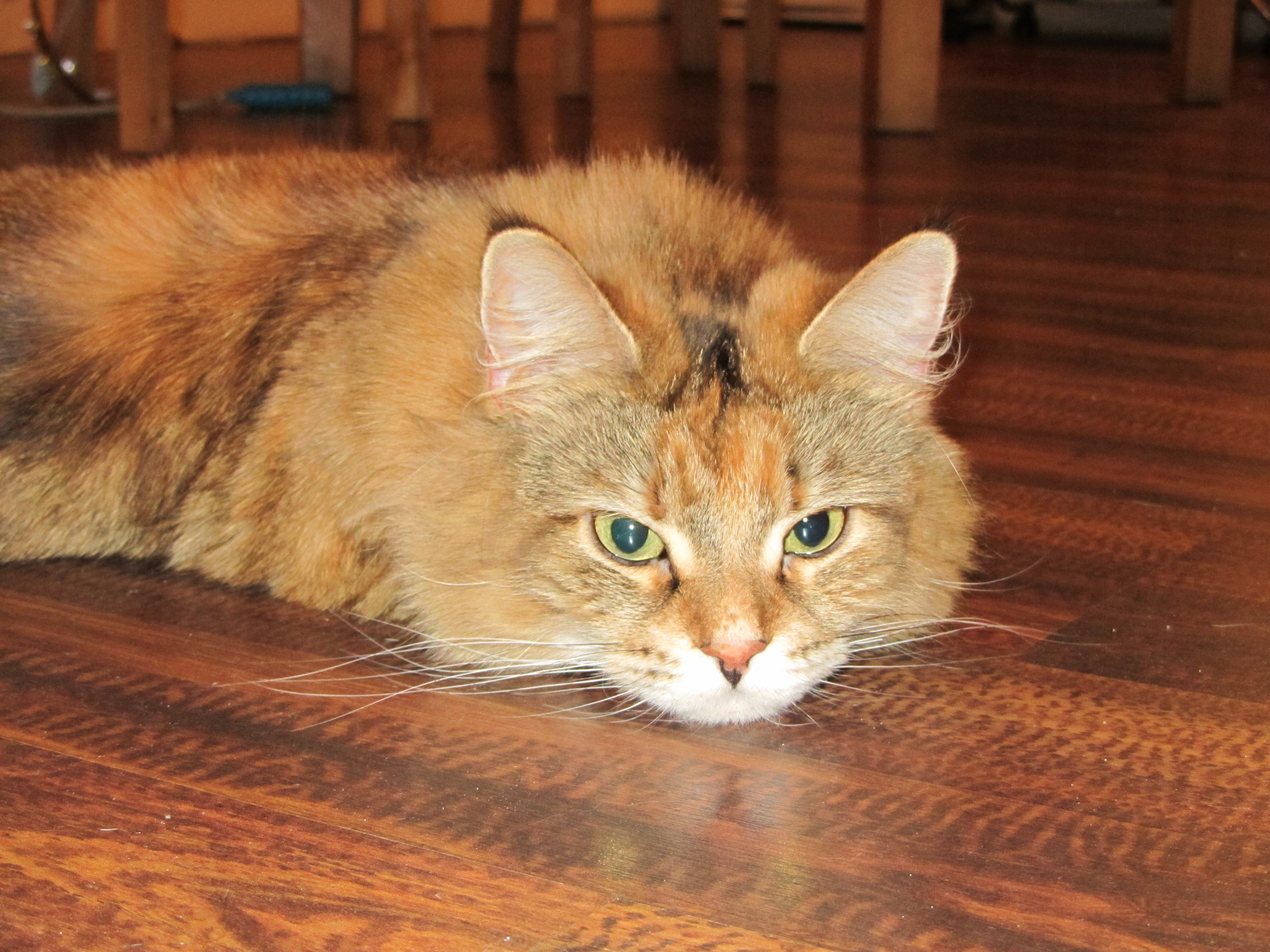 Кошка мейн кун Юки (IMG_0338)