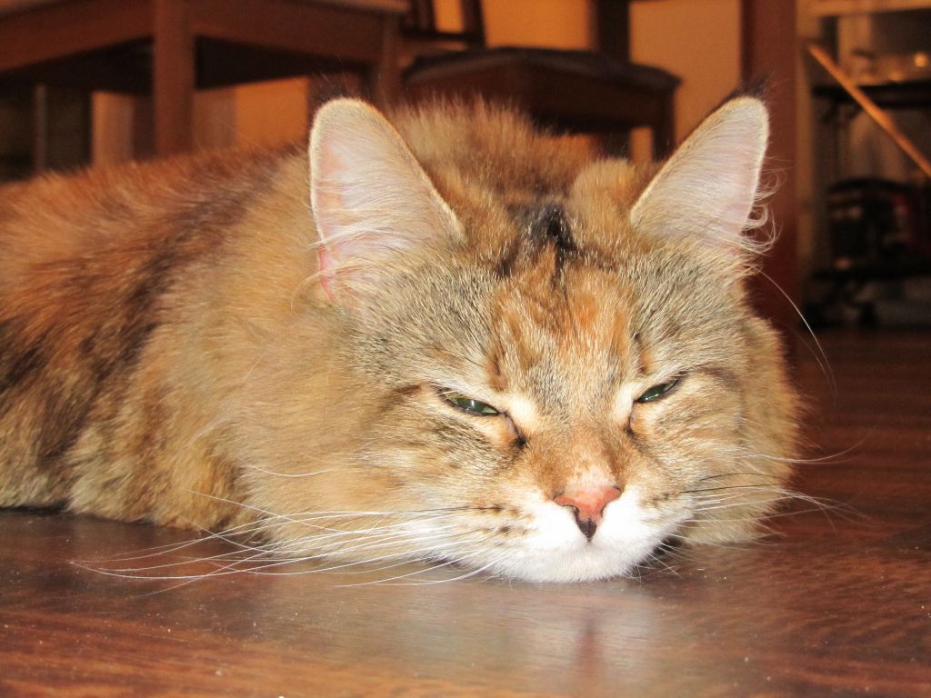 Кошка мейн кун Юки (IMG_0339)