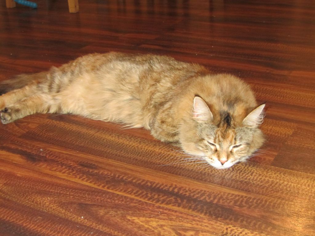 Кошка мейн кун Юки (IMG_0349)