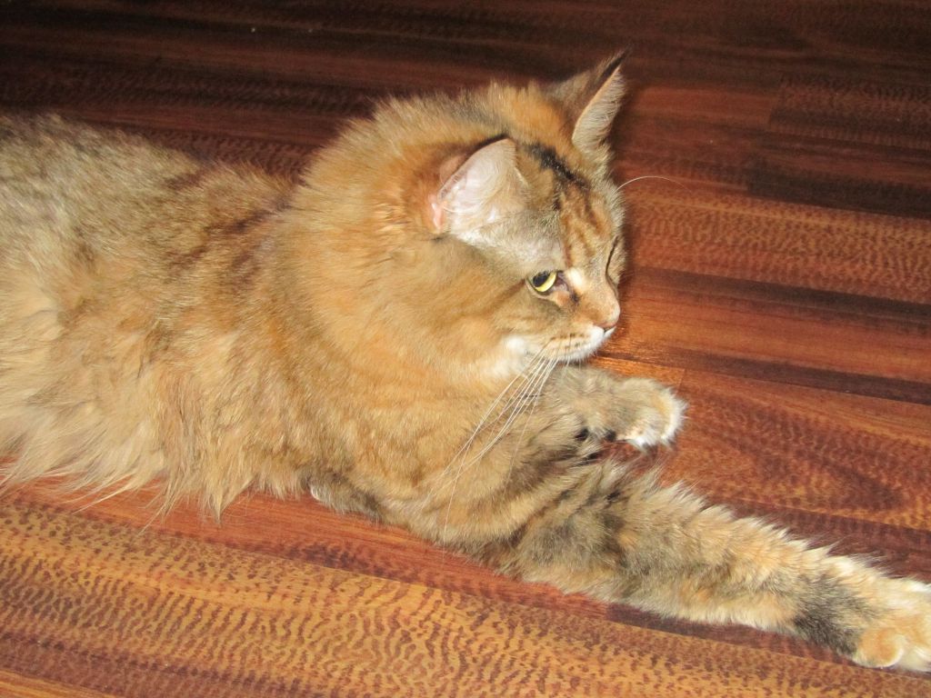 Кошка мейн кун Юки (IMG_0350)