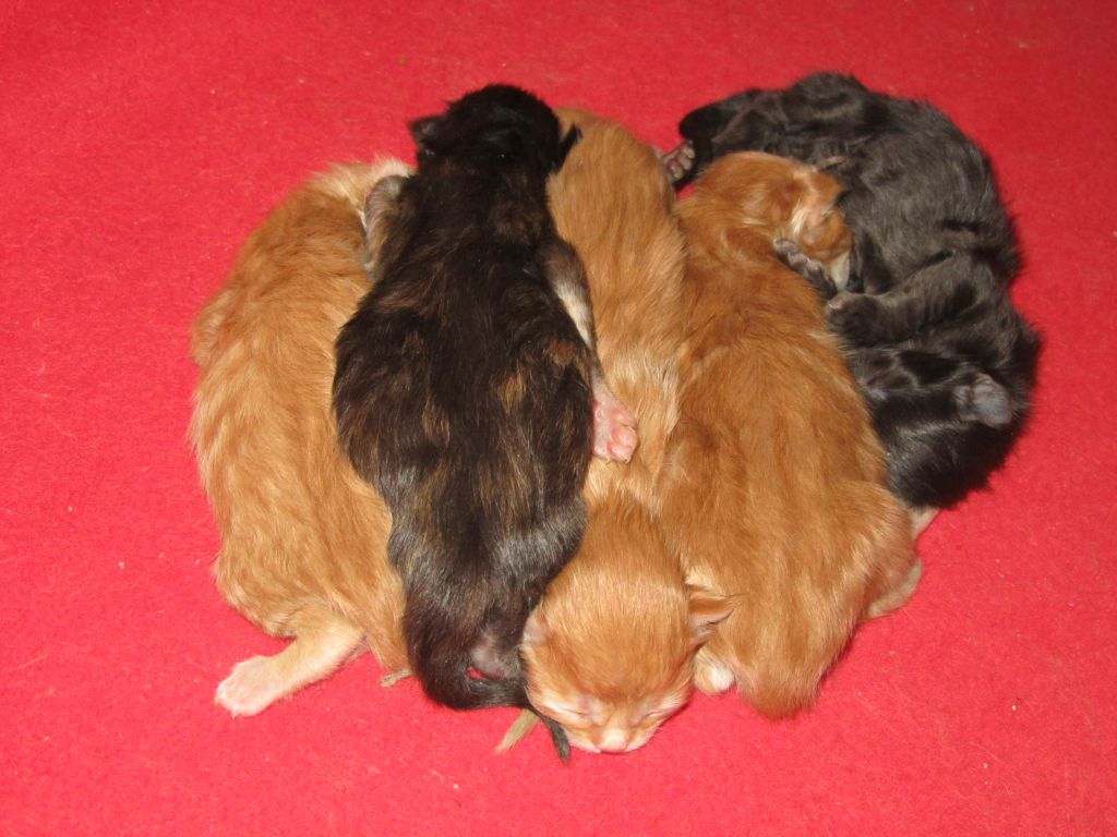 Котята мейн-кун (7-12)