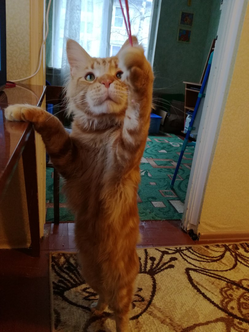 Кот мейн кун Тоторо
