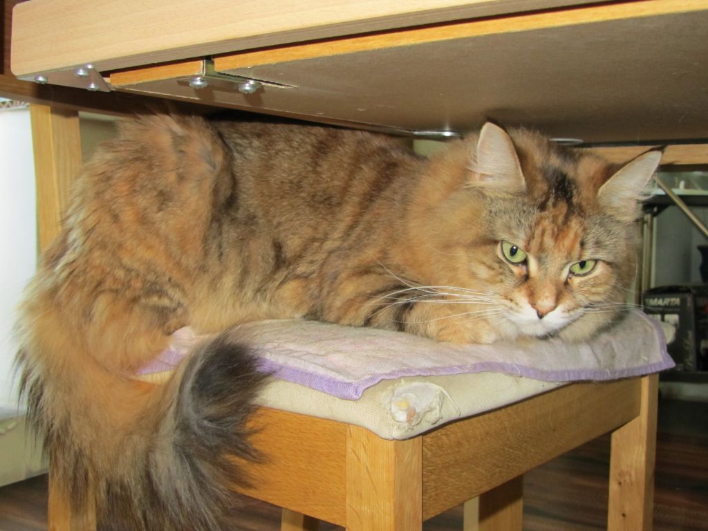 Кошка мейн кун Юки (IMG_0358)
