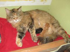 Котята мейн кун (IMG_0490)
