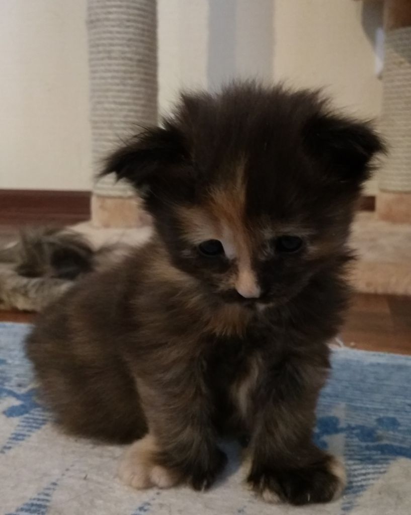 Котята мейн-кун (7-47)