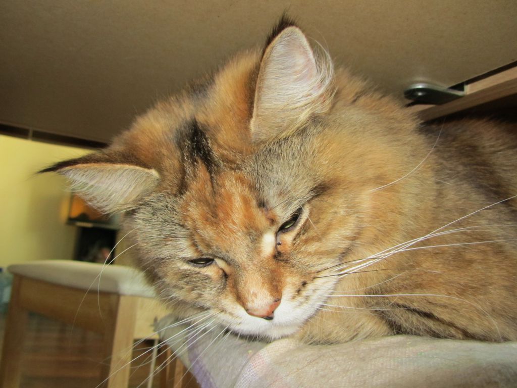 Кошка мейн кун Юки (IMG_0369)