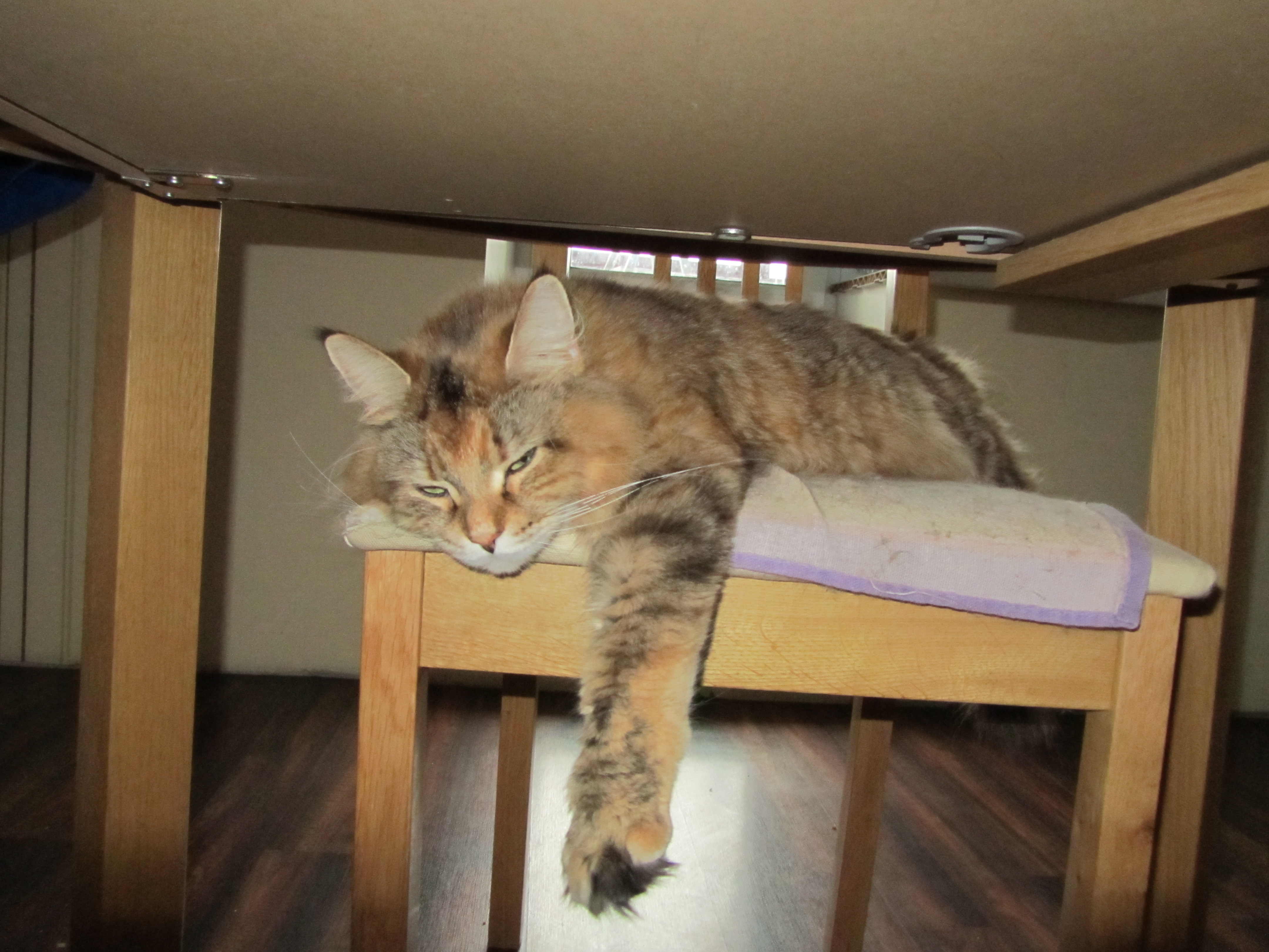 Кошка мейн кун Юки (IMG_0373)