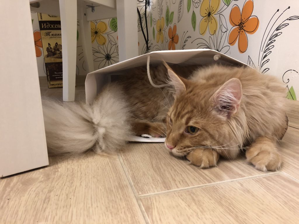 Кот мейн-кун Шпротик (18)