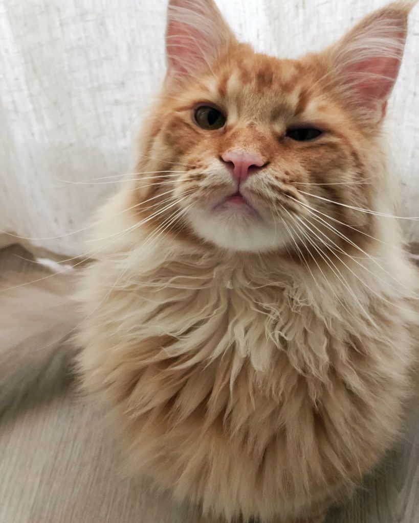 Кот мейн-кун Шпротик (20)