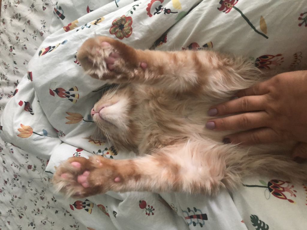 Кот мейн-кун Шпротик (22)
