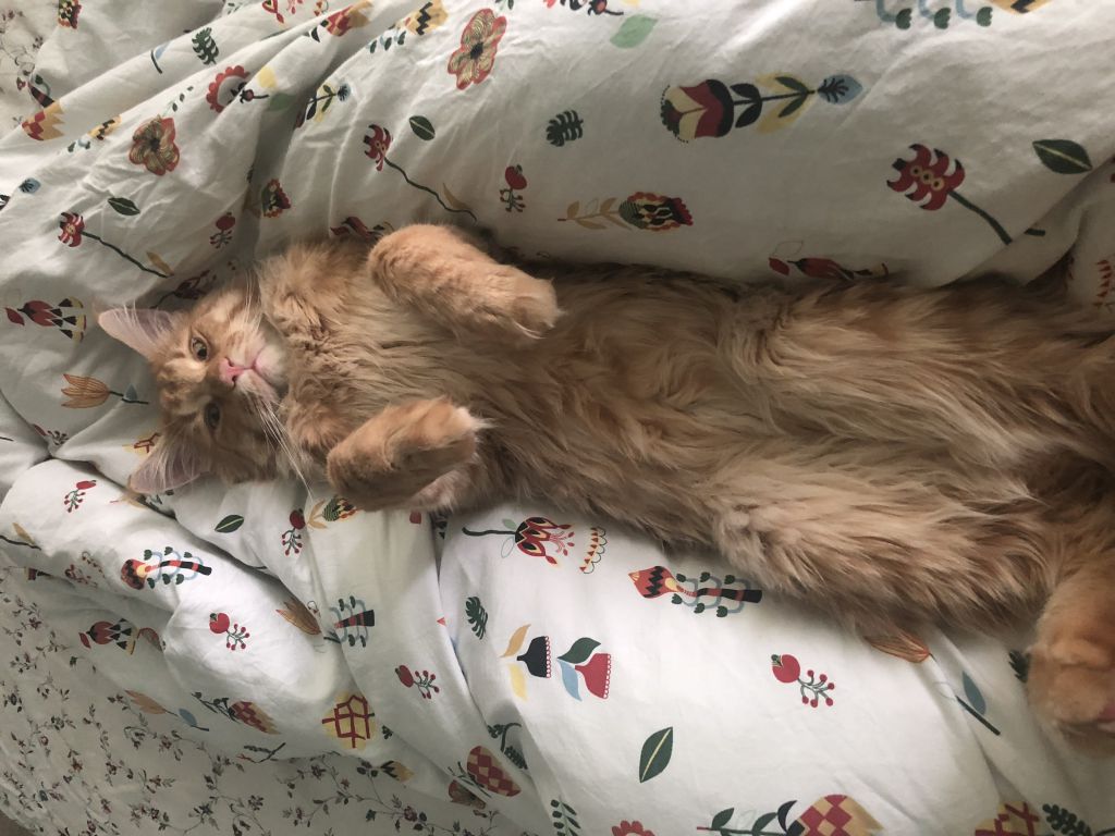 Кот мейн-кун Шпротик (23)