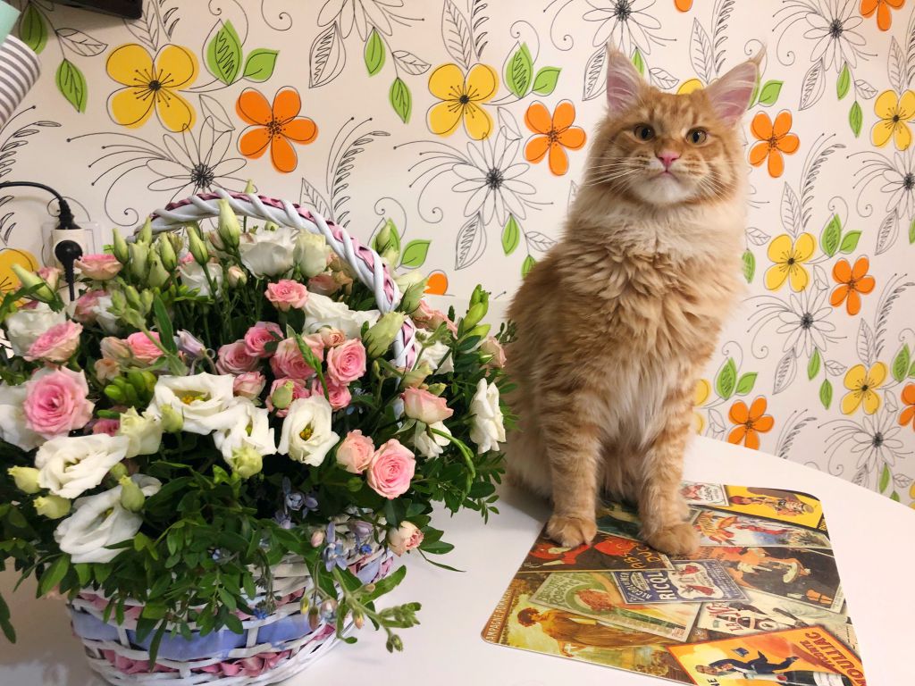 Кот мейн-кун Шпротик (24)
