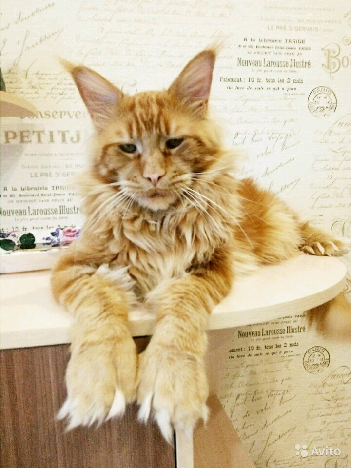 Полидактильный кот Марс (19)