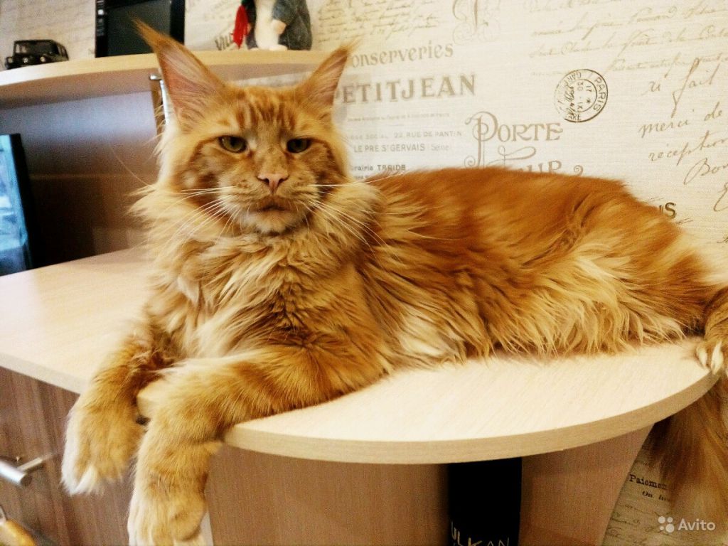 Полидактильный кот Марс (20)