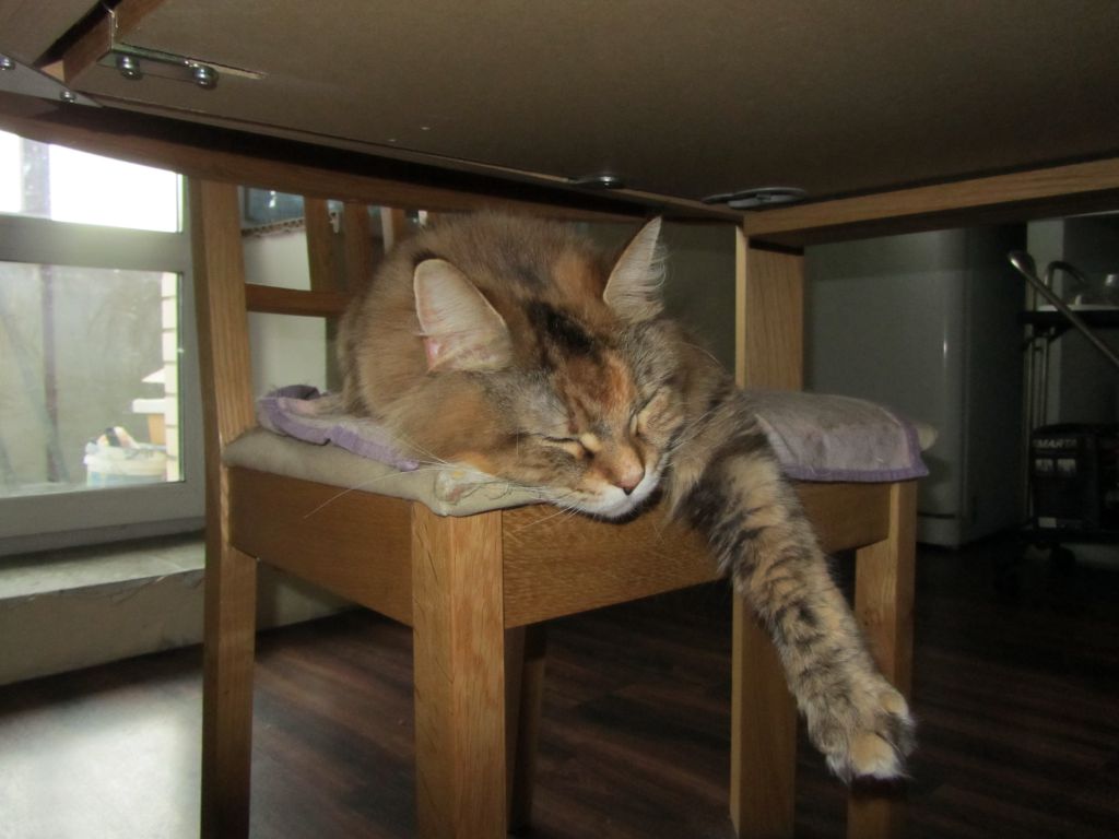 Кошка мейн кун Юки (IMG_0376)