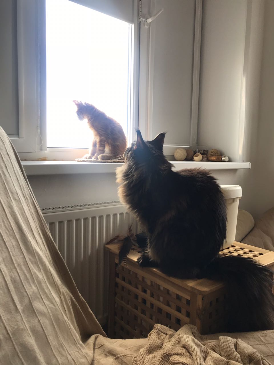 Кот мейн-кун Птах (2)