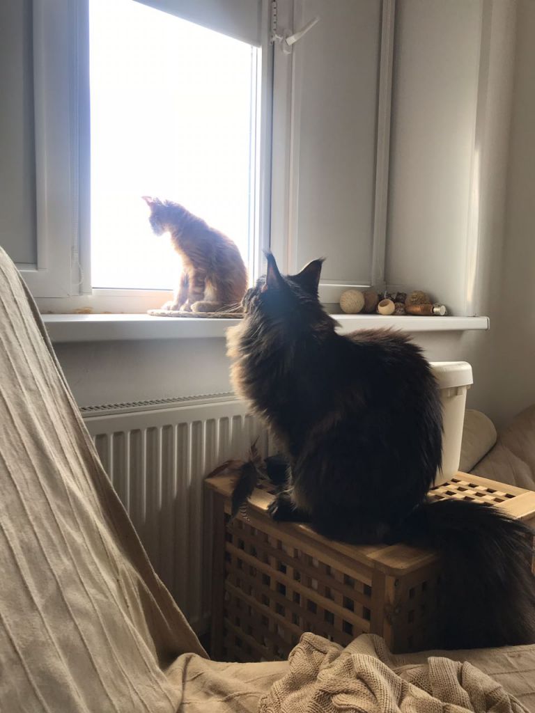 Кот мейн-кун Птах (2)