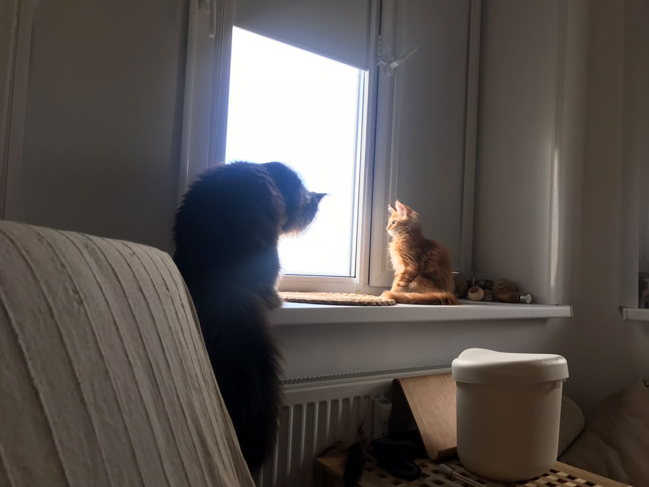 Кот мейн-кун Птах (3)