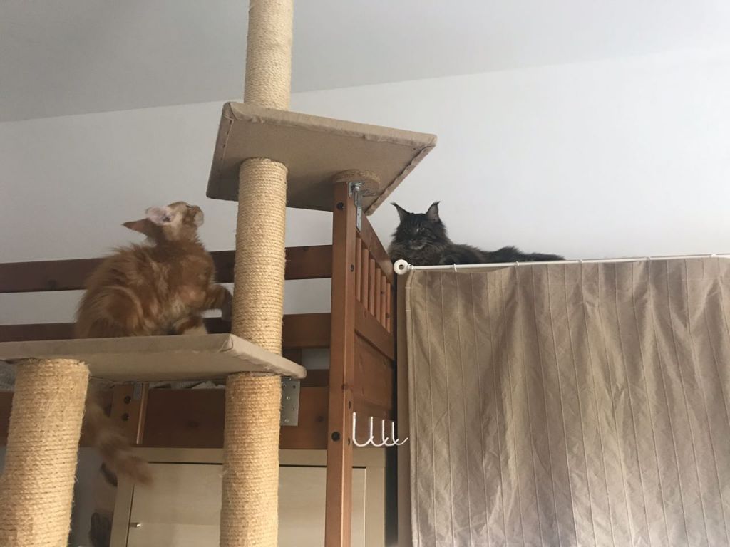 Кот мейн-кун Птах (4)